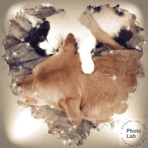 Meet your Posher, Gins